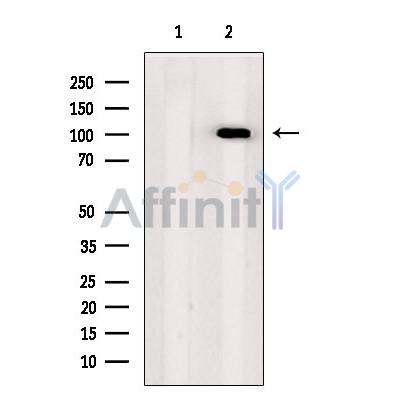 ITIH1 Antibody - Western blot analysis of extracts from COS, using ITIH1 Antibody.