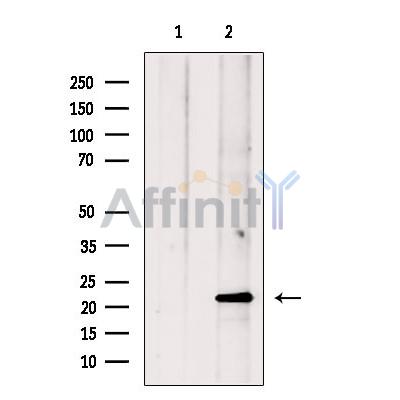AMELX Antibody - Western blot analysis of extracts from COS, using AMELX Antibody.