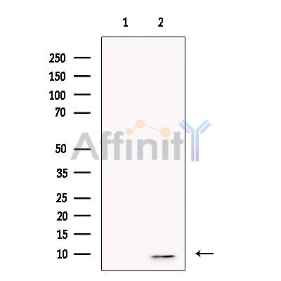 Thymosin beta 10 Antibody - Western blot analysis of extracts from Hek293 , using Thymosin beta 10 Antibody.