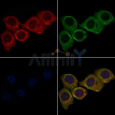 MT-CYB Antibody - DF2372 staining HepG2 cells by IF/ICC.