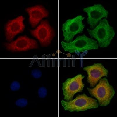 TRI31 Antibody - DF2463 staining Hela cells by IF/ICC.
