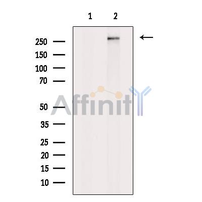 PLCE1 Antibody - Western blot analysis of extracts from VERO cells, using PLCE1 Antibody.