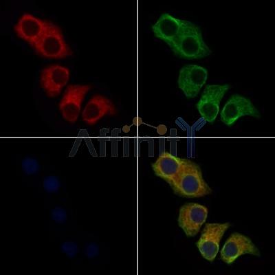 OR51A1P Antibody - DF2715 staining HepG2 cells by IF/ICC.