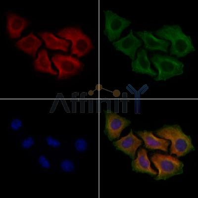 OR52Z1P Antibody - DF2716 staining Hela cells by IF/ICC.