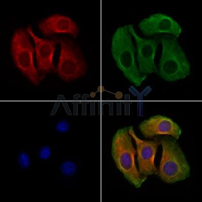 GPR27 Antibody - DF2735 staining Hela cells by IF/ICC.