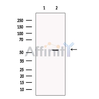 STEAP4 Antibody - Western blot analysis of extracts from Hela cells, using STEAP4 Antibody.