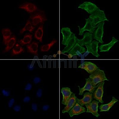 MRPL11 Antibody - DF3656 staining HepG2 cells by IF/ICC.