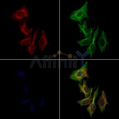 SIX5 Antibody - DF4130 staining 3T3 by IF/ICC.