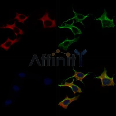 MRPS22 Antibody - DF4166 staining 3T3 by IF/ICC.