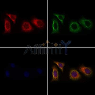 MEGF9 Antibody - DF4188 staining Hela cells by IF/ICC.