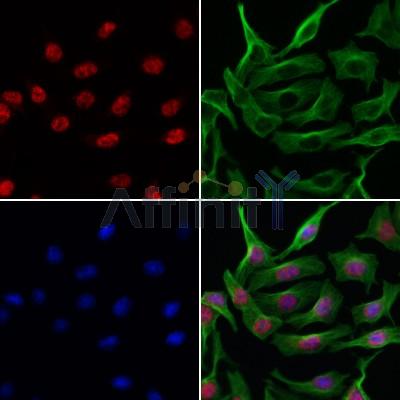 ARHGEF5 Antibody - DF4435 staining 3T3 by IF/ICC.