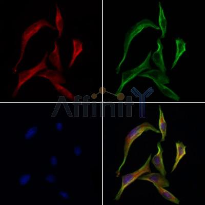 SH3GLB2 Antibody - DF4503 staining 3T3 by IF/ICC.