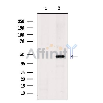 SH3GLB2 Antibody - Western blot analysis of extracts from MCF7, using SH3GLB2 Antibody.