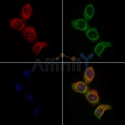 CACNG1 Antibody - DF4612 staining HepG2 cells by IF/ICC.