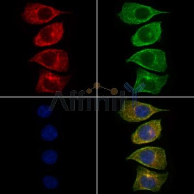 LY75 Antibody - DF4810 staining HepG2 cells by IF/ICC.