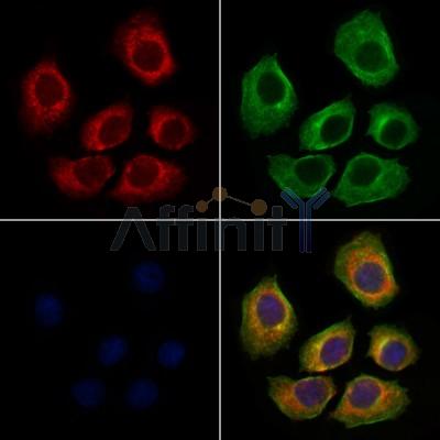 GPR133 Antibody - DF4947 staining HepG2 cells by IF/ICC.