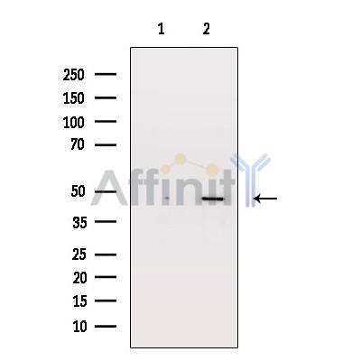 GPR135 Antibody - Western blot analysis of extracts from NIH-3T3 cells, using GPR135 antibody.