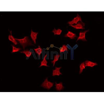 ATF4 Antibody - IF/ICC analysis of HepG2 cells,using ATF4 Antibody.