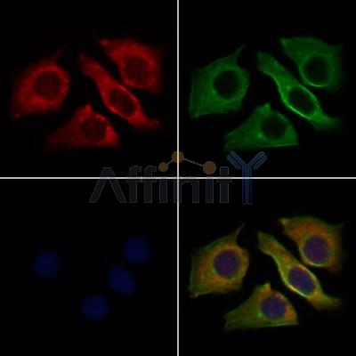 IL6 Antibody - DF6087 staining HepG2 cells by IF/ICC.