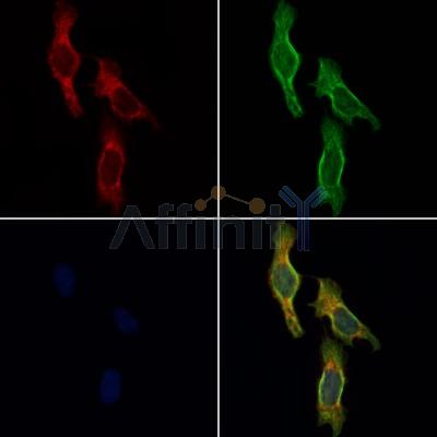 PROS1 Antibody - DF6487 staining Hela cells by IF/ICC.