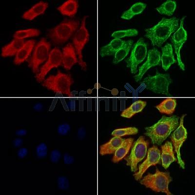 GABRA2 Antibody - DF6626 staining Hela cells by IF/ICC.