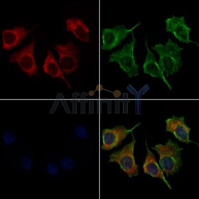 SERPINH1 Antibody - DF6980 staining HepG2 cells by IF/ICC.