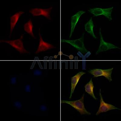 TGFBI Antibody - DF7015 staining 3T3 by IF/ICC.