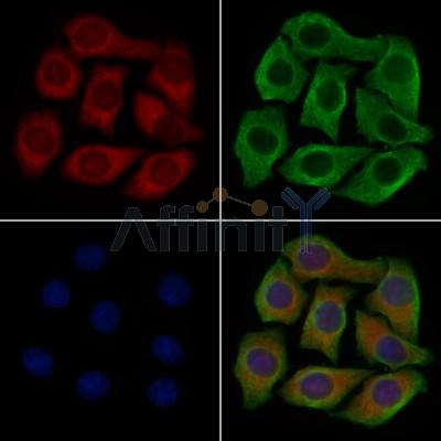 CLEC4A Antibody - DF7061 staining Hela cells by IF/ICC.