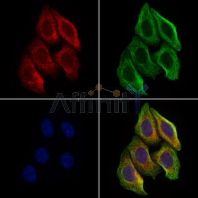 PGC Antibody - DF7081 staining Hela cells by IF/ICC.