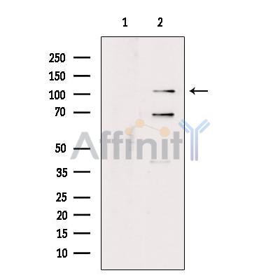 USO1 Antibody - Western blot analysis of extracts from RAW264.