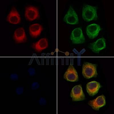 SLC1A4 Antibody - DF7178 staining Hela cells by IF/ICC.