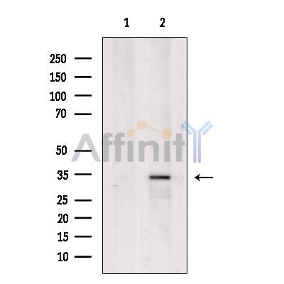TPM2 Antibody - Western blot analysis of extracts from 293, using TPM2 Antibody.
