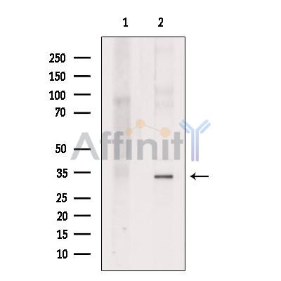 AIMP1 Antibody - Western blot analysis of extracts from Hela cells, using AIMP1 Antibody.