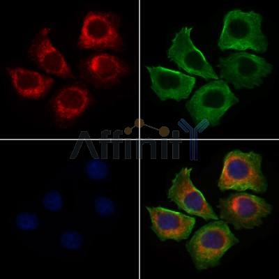 GM130 Antibody - DF7286 staining HepG2 cells by IF/ICC.