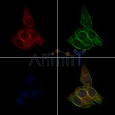 PER3 Antibody - DF7349 staining Hela cells by IF/ICC.