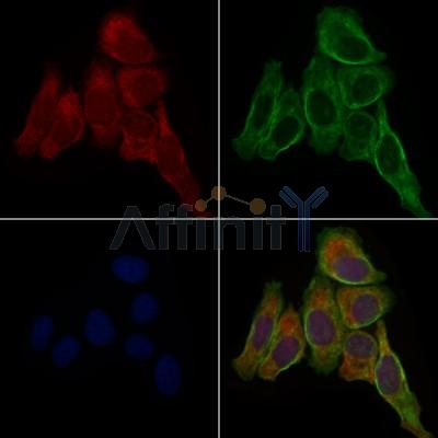 NUDT1 Antibody - DF7359 staining Hela cells by IF/ICC.