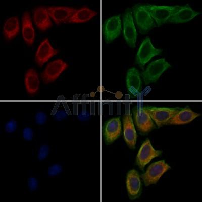 OCA2 Antibody - DF7439 staining Hela cells by IF/ICC.