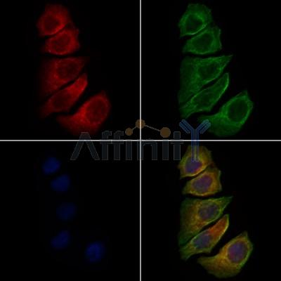 CD10 Antibody - DF7446 staining Hela cells by IF/ICC.