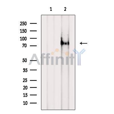 DVL1 Antibody - Western blot analysis of extracts from VERO cells, using DVL1 Antibody.