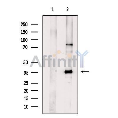 TMX2 Antibody - Western blot analysis of extracts from Hela cells, using TMX2 Antibody.
