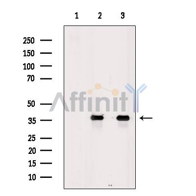 Aquaporin 7 Antibody - Western blot analysis of extracts from various samples, using Aquaporin 7 Antibody.