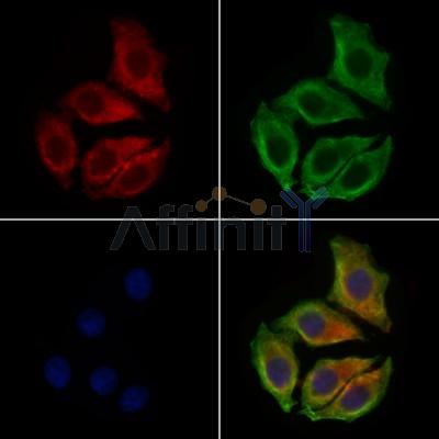Aquaporin 7 Antibody - DF7717 staining HepG2 cells by IF/ICC.