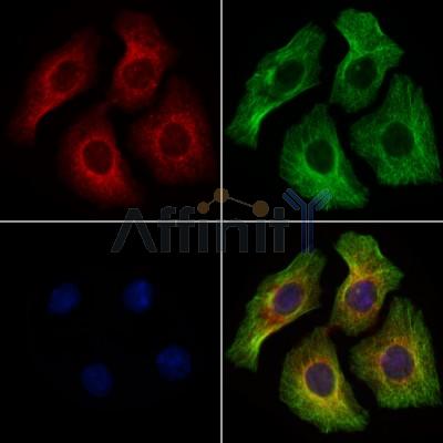 Pannexin-3 Antibody - DF7721 staining HepG2 cells by IF/ICC.