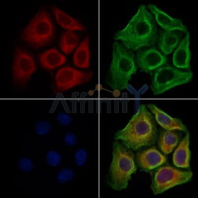 FGF3 Antibody - DF7761 staining HepG2 cells by IF/ICC.