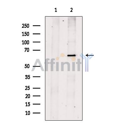 FGF3 Antibody - Western blot analysis of extracts from 3T3, using FGF3 Antibody.
