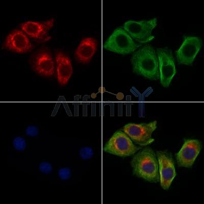 GAP43 Antibody - DF7766 staining HepG2 cells by IF/ICC.