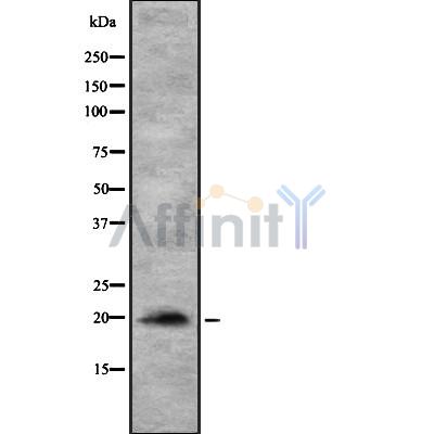 MYL12A Antibody - Western blot analysis of MYL12A using HeLa whole  lysates.