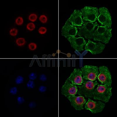 HNRNPUL1 Antibody - DF7810 staining HepG2 cells by IF/ICC.