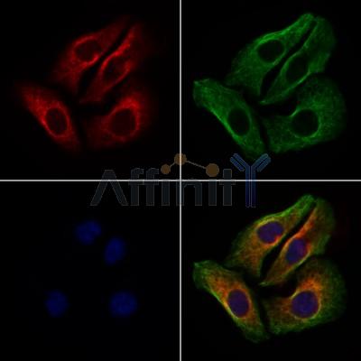 SPTAN1 Antibody - DF7847 staining Hela cells by IF/ICC.