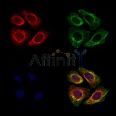 CAPNS1 Antibody - DF7871 staining Hela cells by IF/ICC.